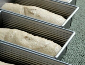 Freshly made bread dough transferred to bread pans to rise.