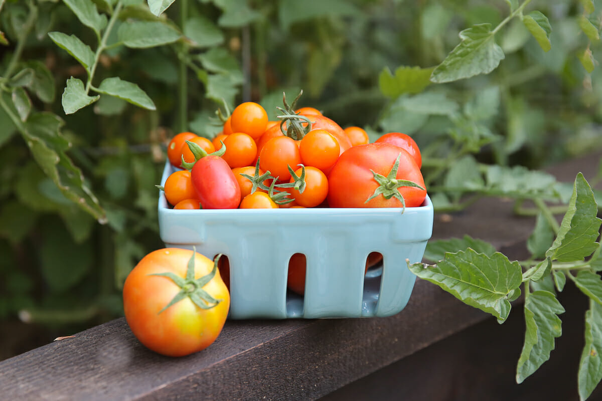 Fresh cherry tomatoes in a blue dish