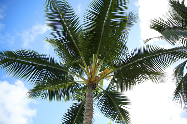Palm Tree