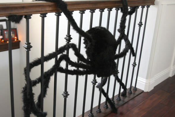 Our Best Bites_Giant Spider