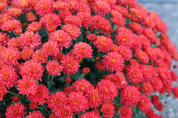 Our Best Bites_Red Mums