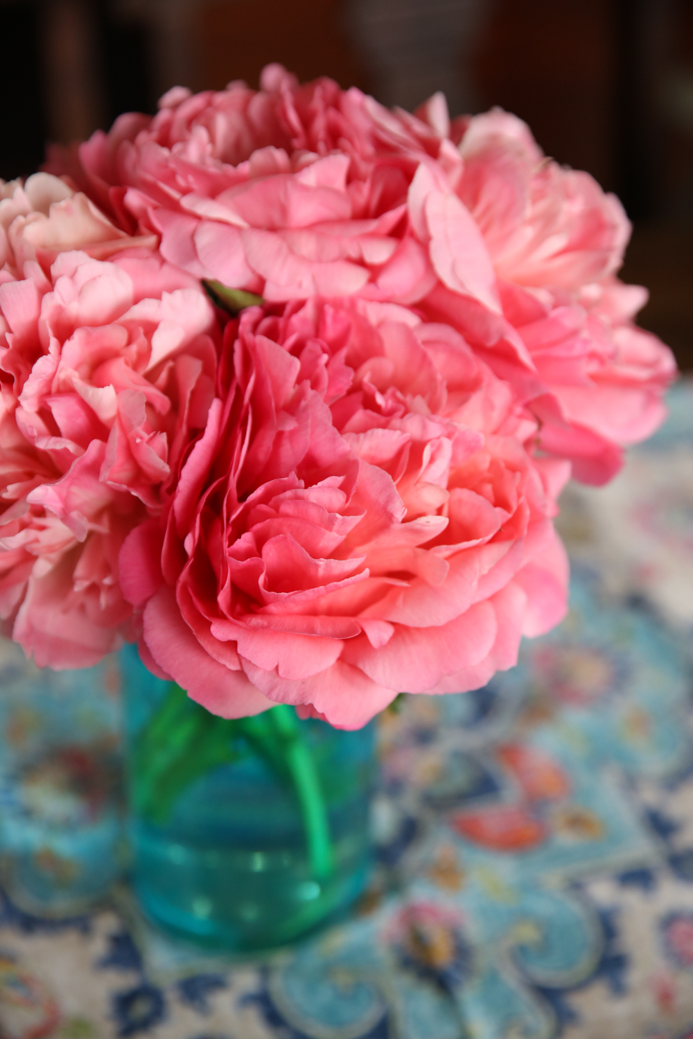 Coral Charm Semi Double Peony