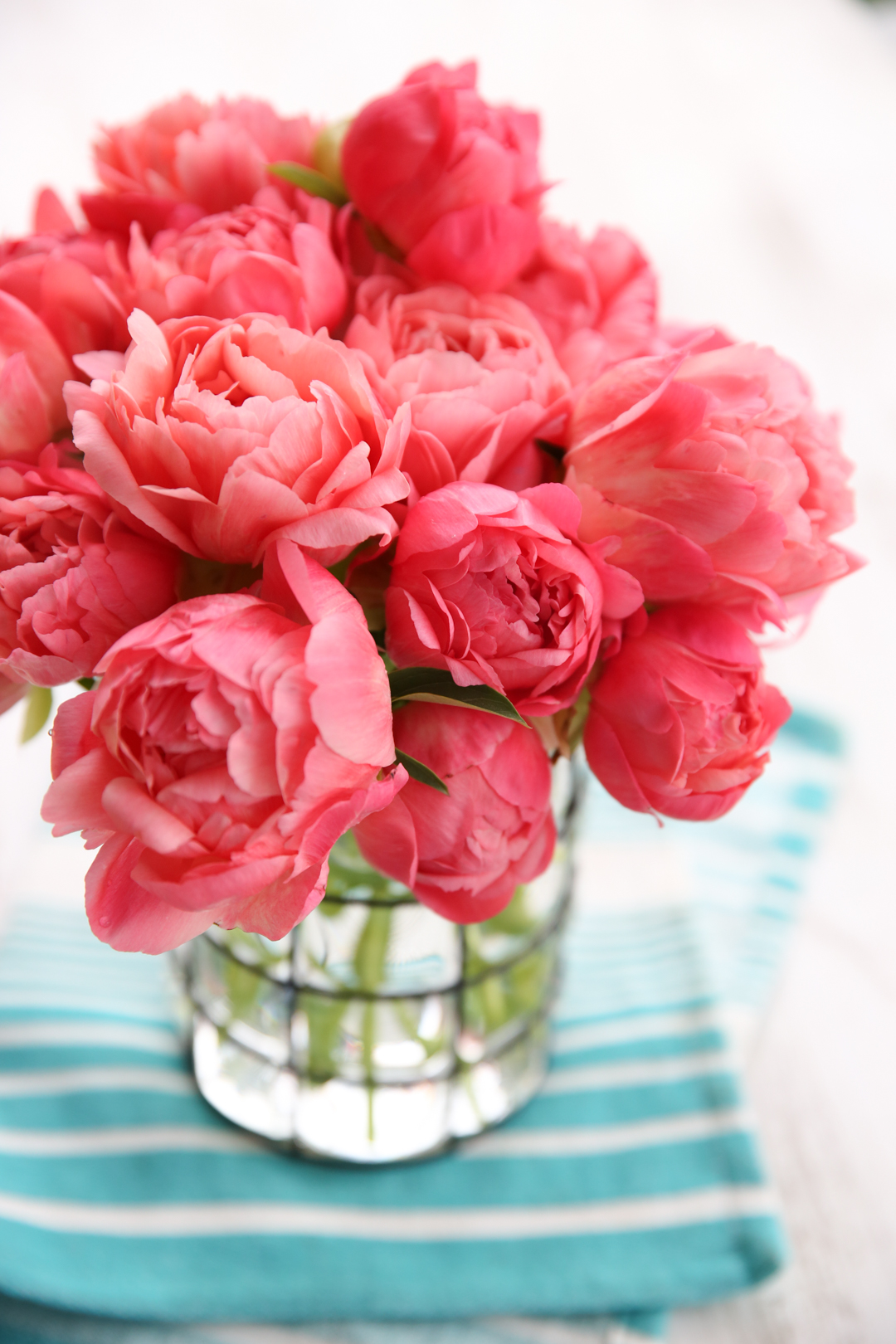 Coral Peony