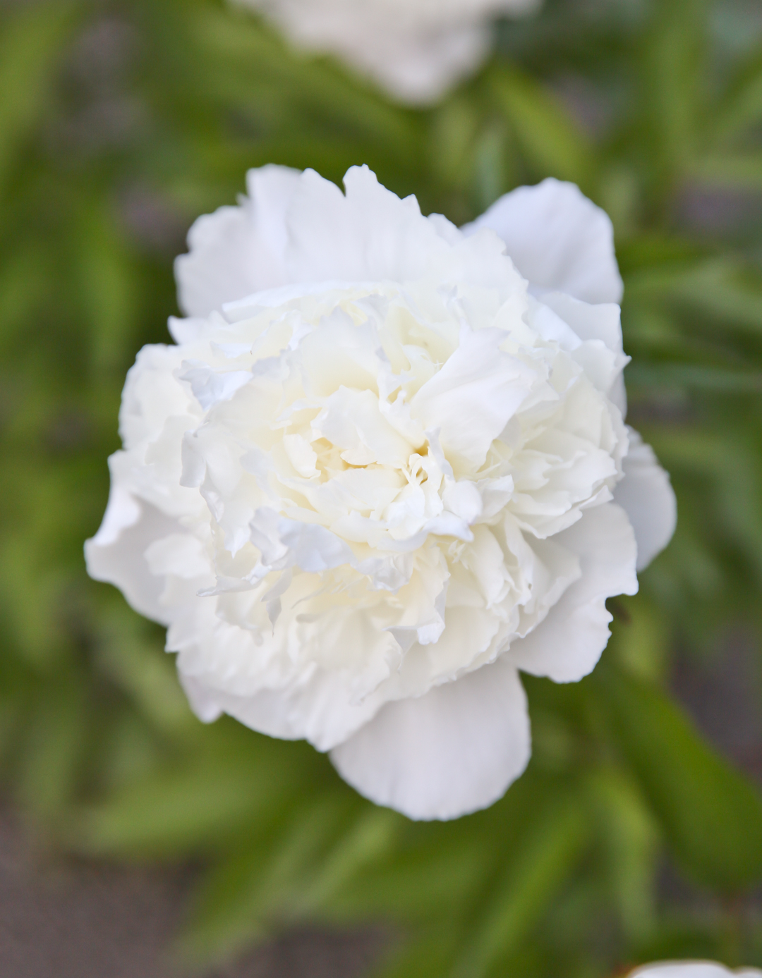 White Peony