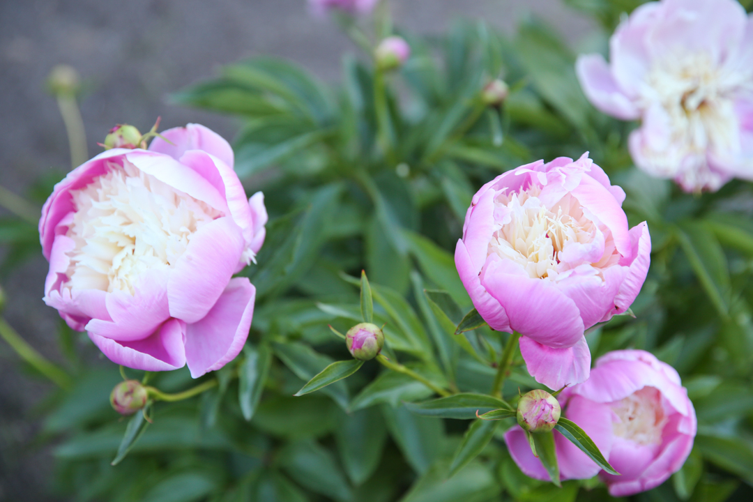 Japanese Peony