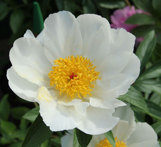 White Wings Peony