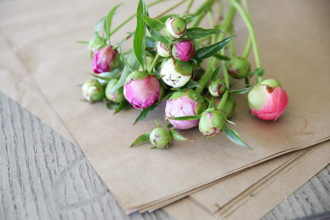 Peony Buds