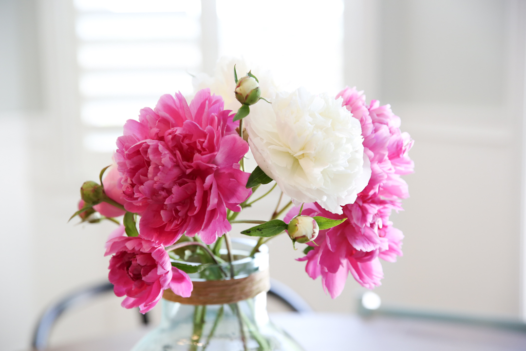 Fully Bloomed Peonies