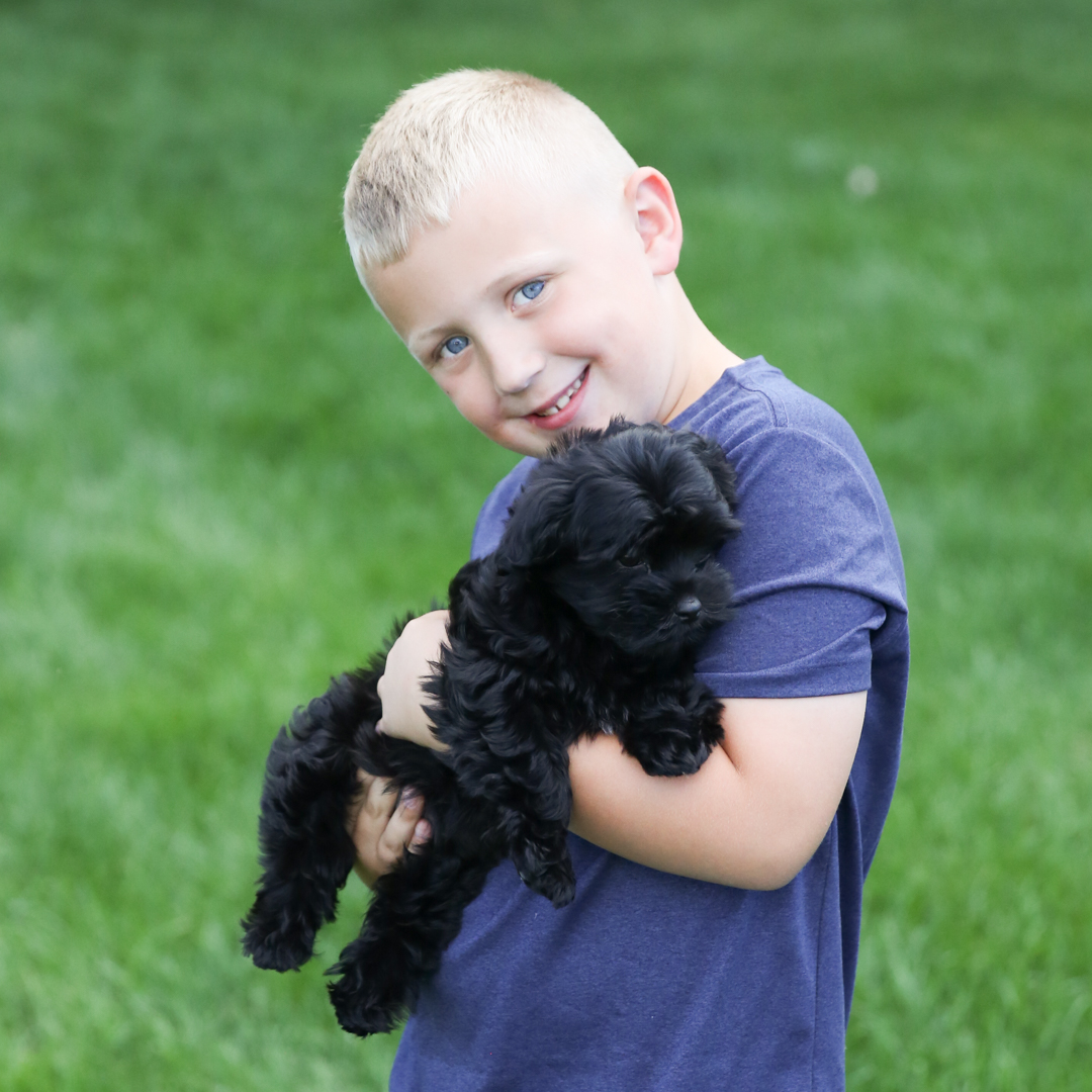 havanese puppy with owner