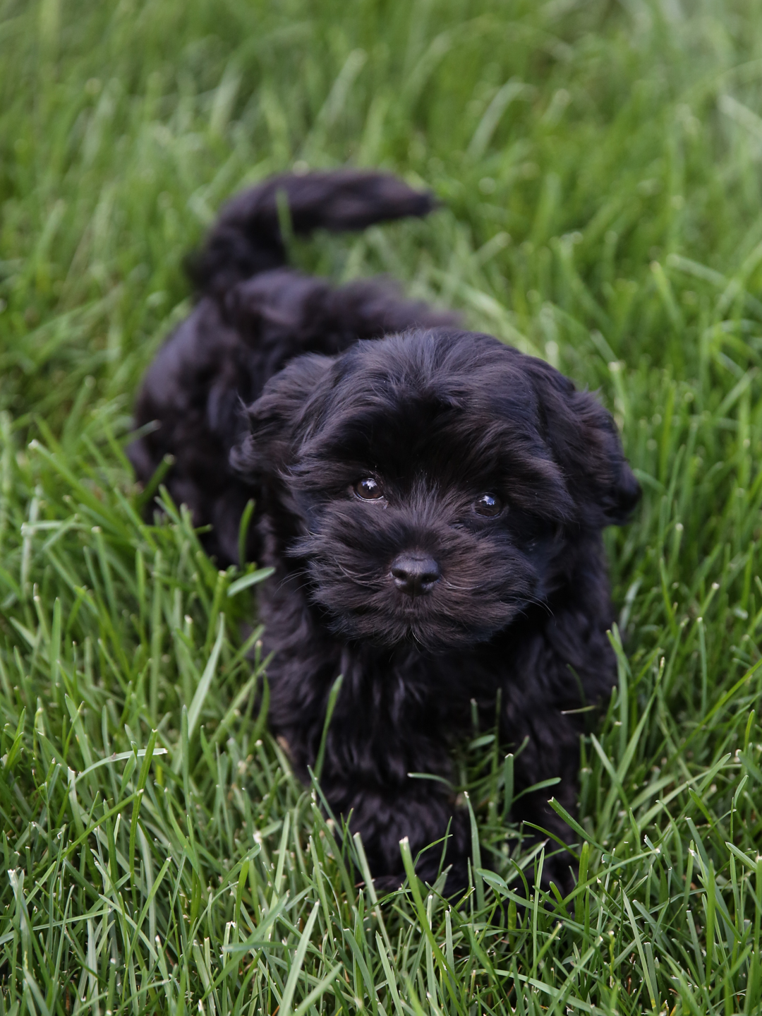 Purchasing a Havanese Puppy
