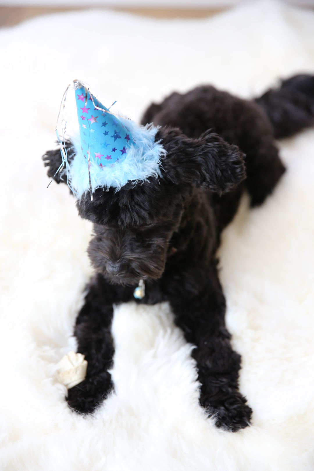birthday hat on havanese puppy