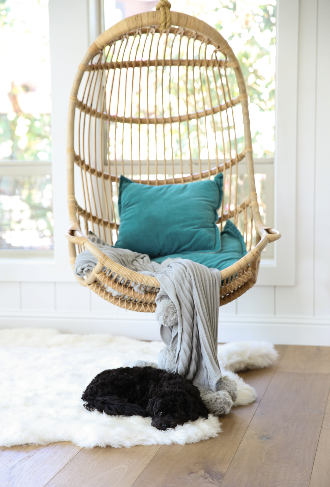 Havanese Dog resting