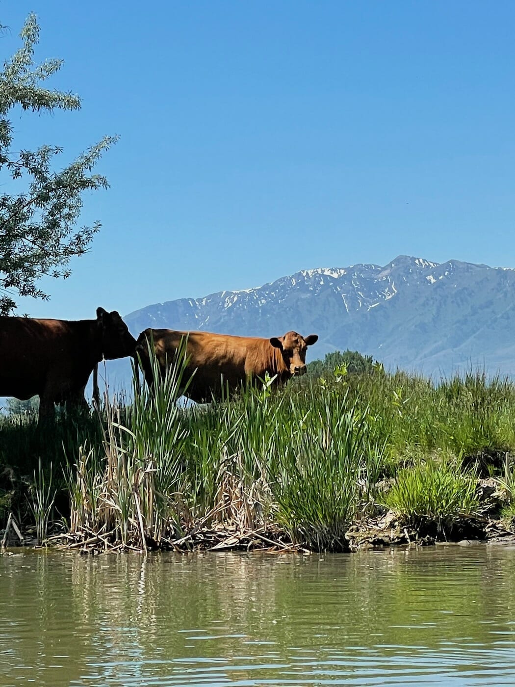cows near the bear river in benson, utah